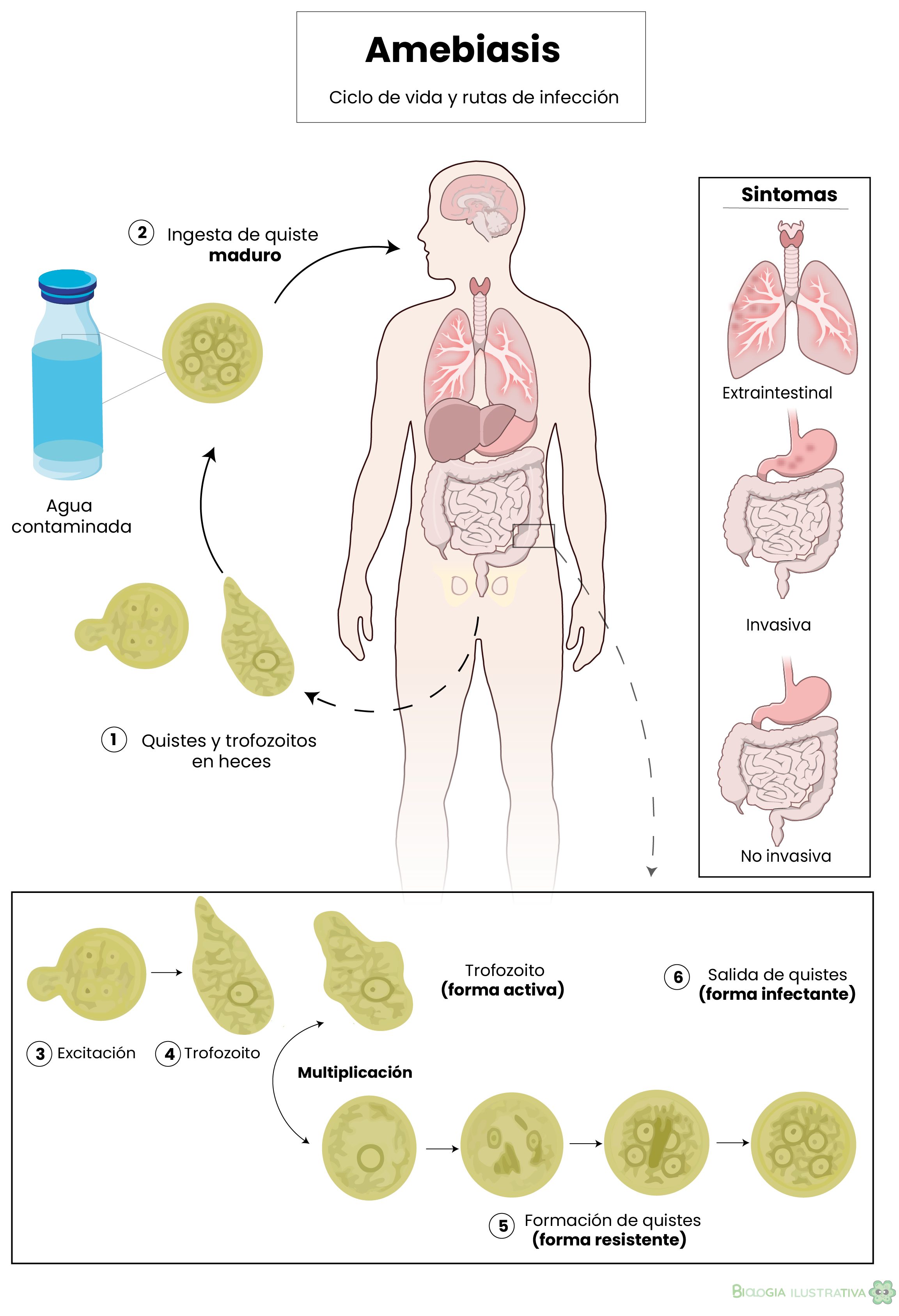 Ciclo de amebiasis